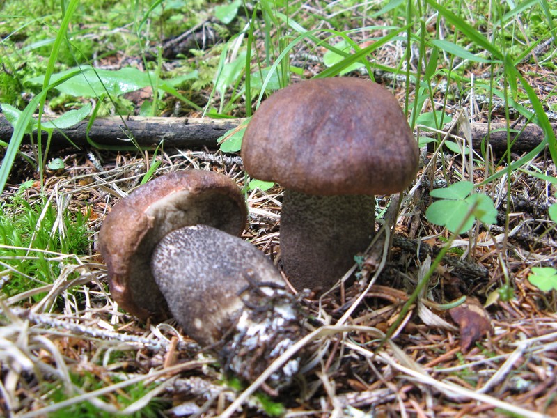 Per chi si vuol divertire!